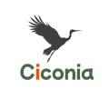 CiconiaNigra